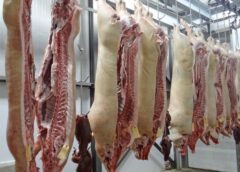 Рост экспорта свинины из Украины в Европу