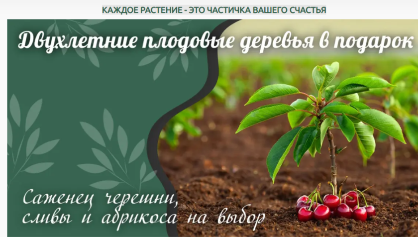 Посадочный материал от «Сади Буковини»
